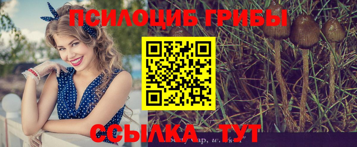 Псилоцибиновые грибы Psilocybine cubensis Петровск